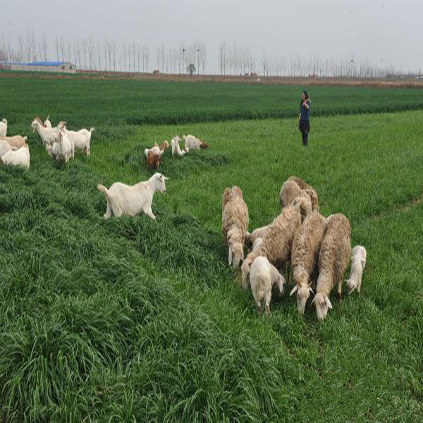 种子牧草多年生黑麦草耐寒寒冬养牛牛羊鸡鹅苜蓿草家庭园艺种子