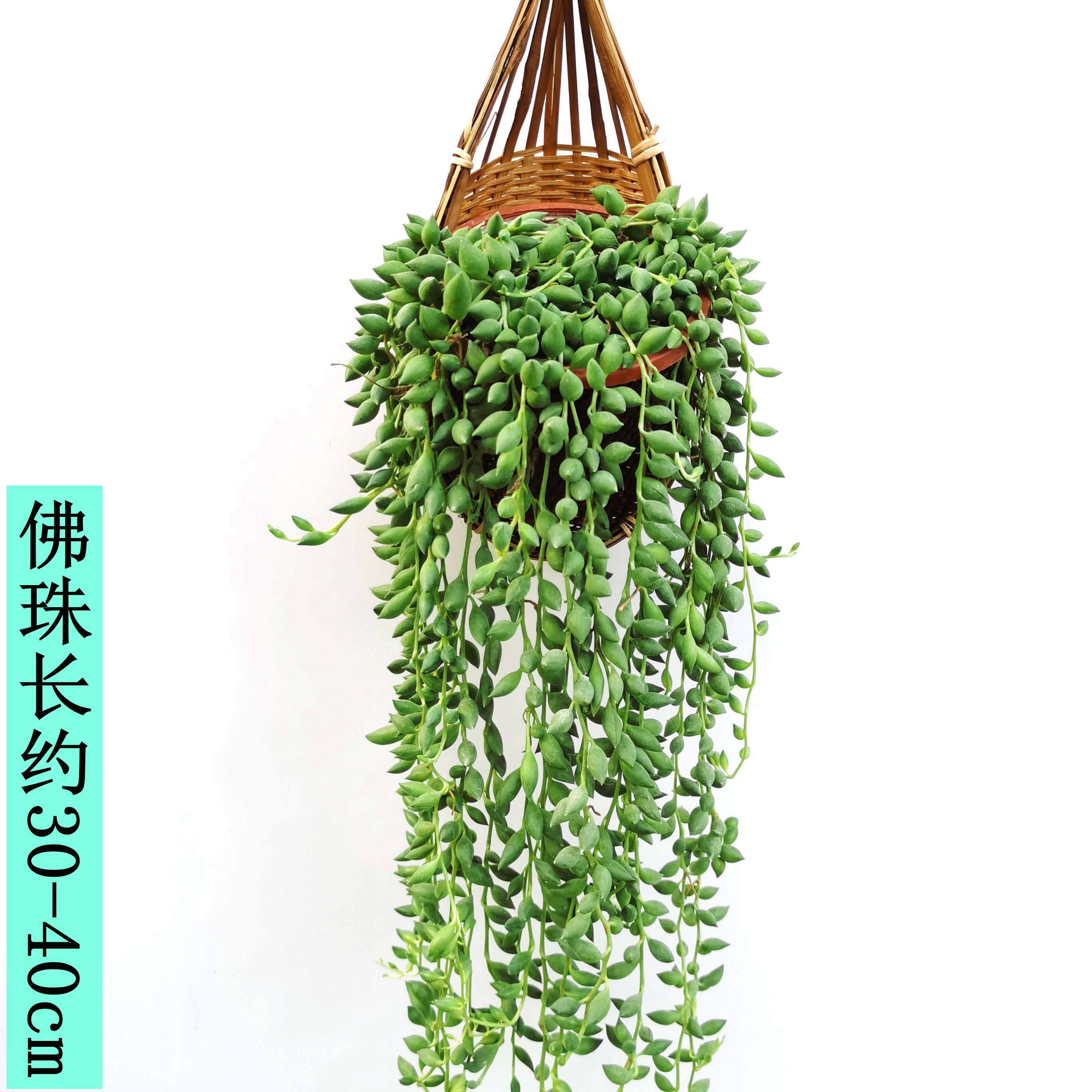 吊兰百万万心佛珠多肉情人猪笼草爱之蔓悬挂垂藤绿植