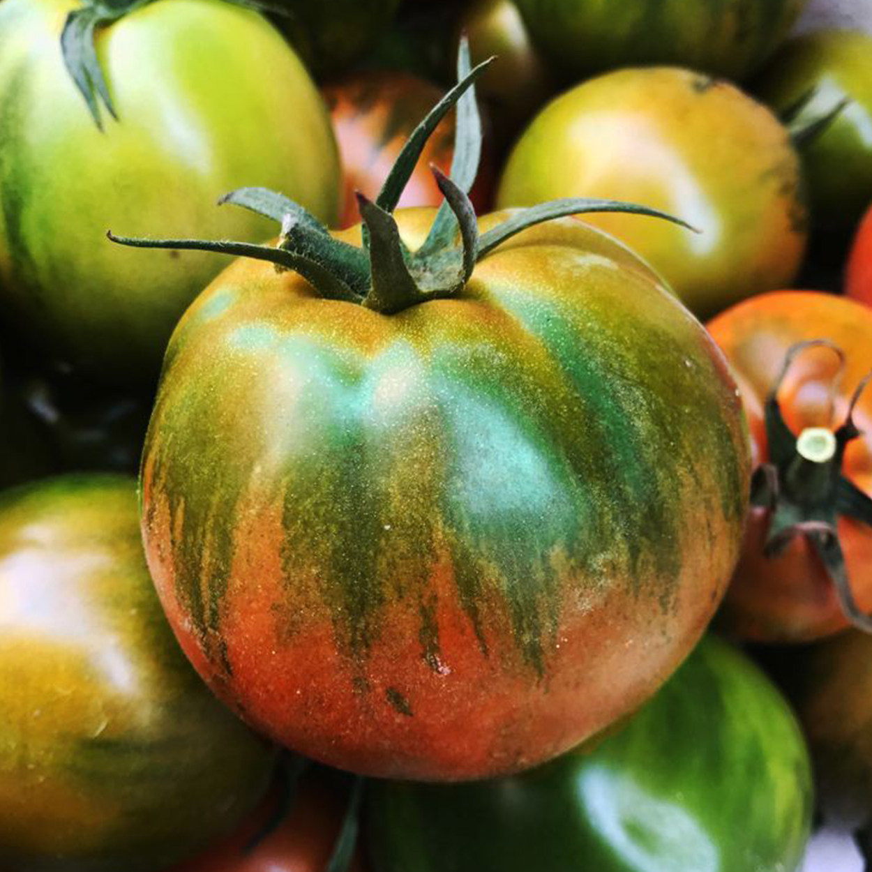 柿子草莓西红柿新鲜应季自然熟铁铁皮绿腚番茄