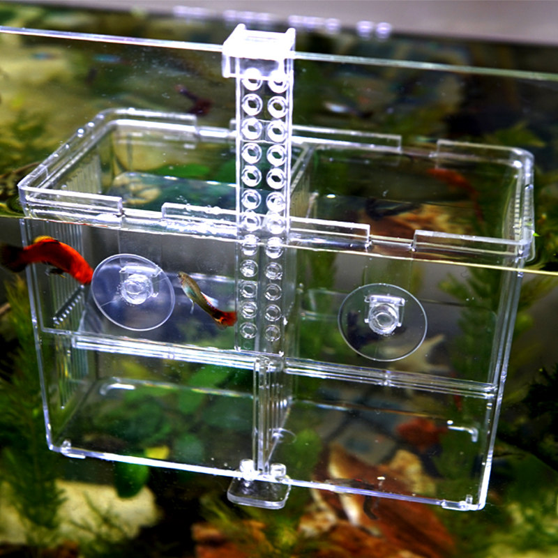 孵化挂钩孔雀繁殖鱼缸隔离热带鱼产卵产房鱼苗孵化器