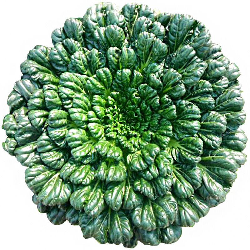 乌塌菜种子又称黑白菜高钙保健养心菜野菜籽四季阳台盆栽蔬菜种孑