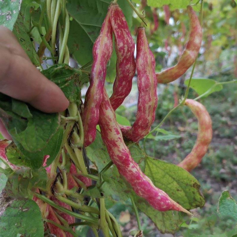东北菜种蔬菜盆栽阳台春秋四季架豆红金芸豆家庭园艺种子