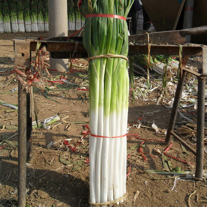 中原铁杆巨葱种子巨型大梧桐章丘大葱籽高产四季耐热抗寒蔬菜种孑