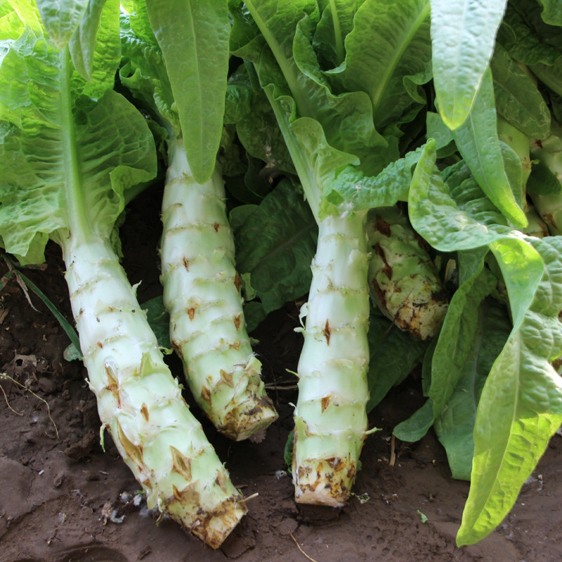 四川白尖叶莴苣种子耐热耐寒二白皮莴笋种籽四季阳台盆栽蔬菜种孑_双