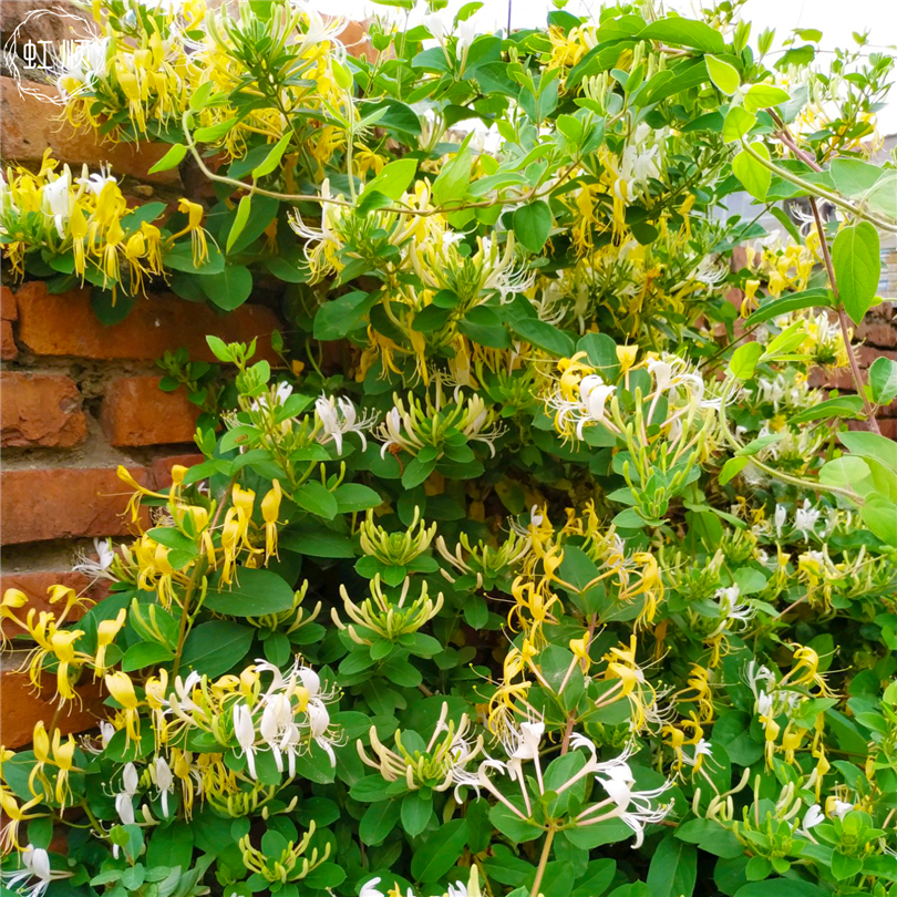 爬藤金银花盆栽树苗老桩植物四季开花室内庭院花卉