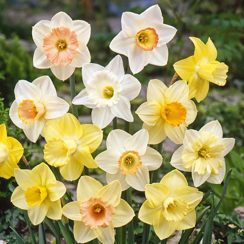 【对版】荷兰重瓣洋水仙花进口种球冬季水培水养四季盆栽植物室内