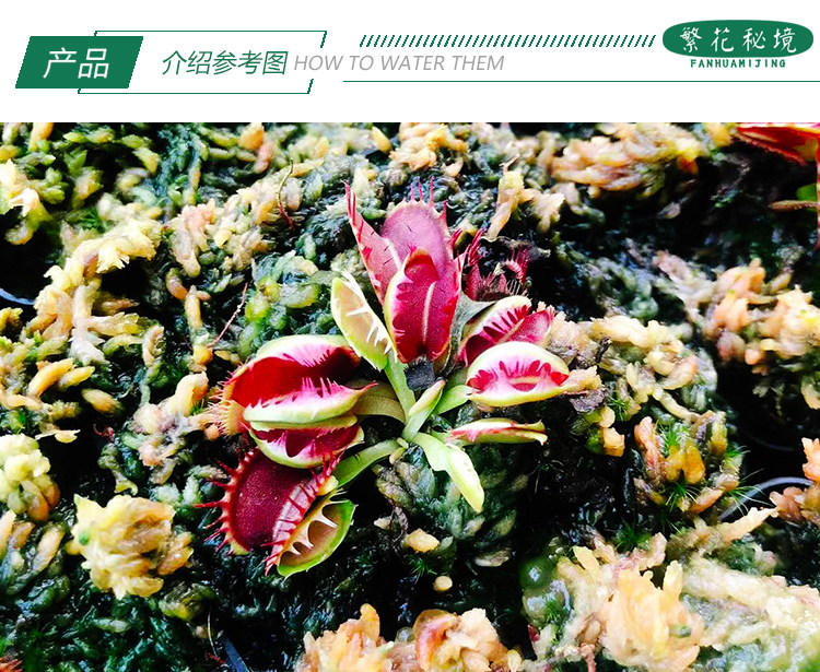 模糊牙捕蝇草变异稀有品种牙齿融合特价包邮食虫植物