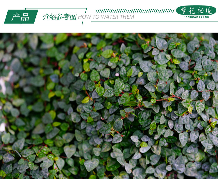 小叶薜荔极小雨林生态水陆造景爬藤植物掌叶绿植