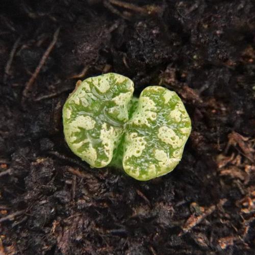 蝴蝶勋章大窗番杏科精品肉锥安贞稀有货生石超萌多肉植物