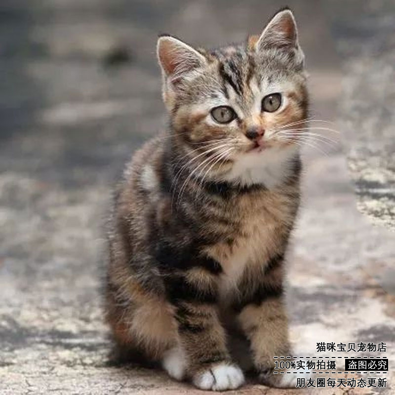 热卖中华田园猫活黑猫白猫狸花橘猫幼崽家猫土猫宠物