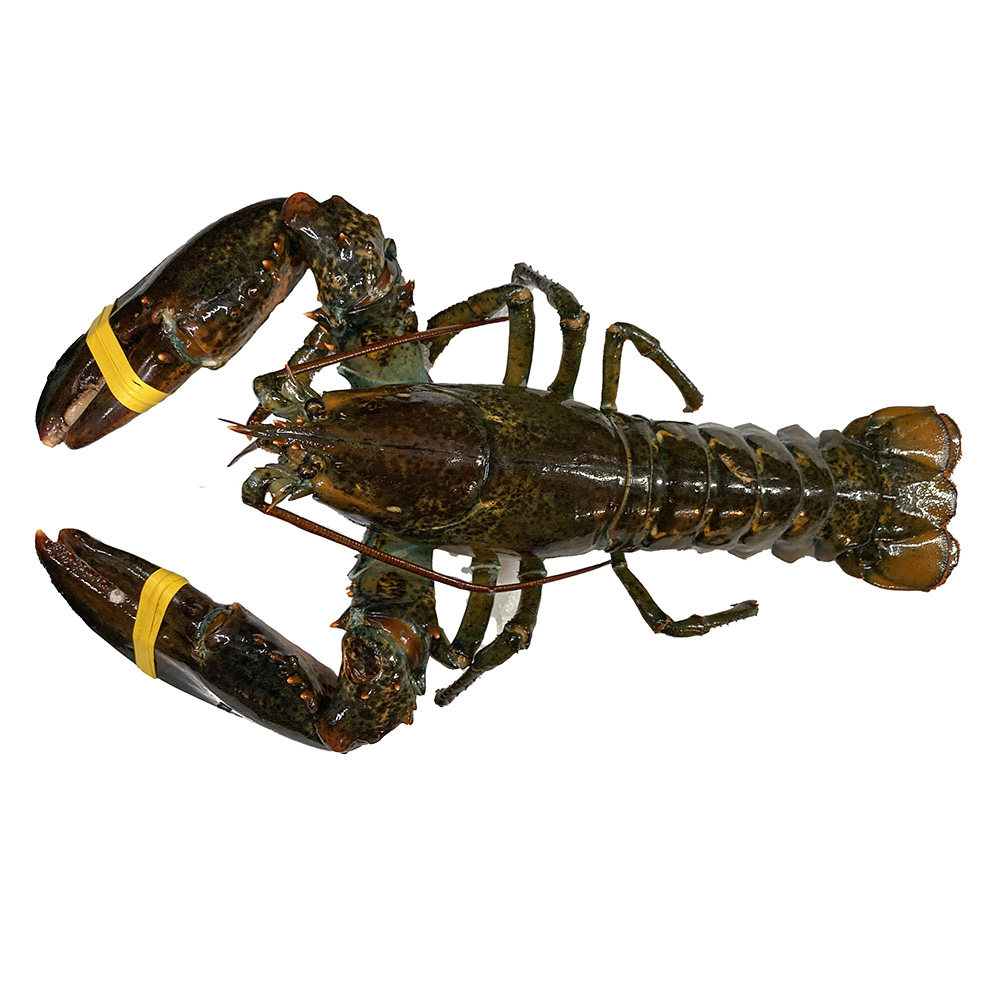 波士顿龙虾鲜活进口冰鲜水产海鲜3斤大龙虾生鲜奥龙波龙特大10斤