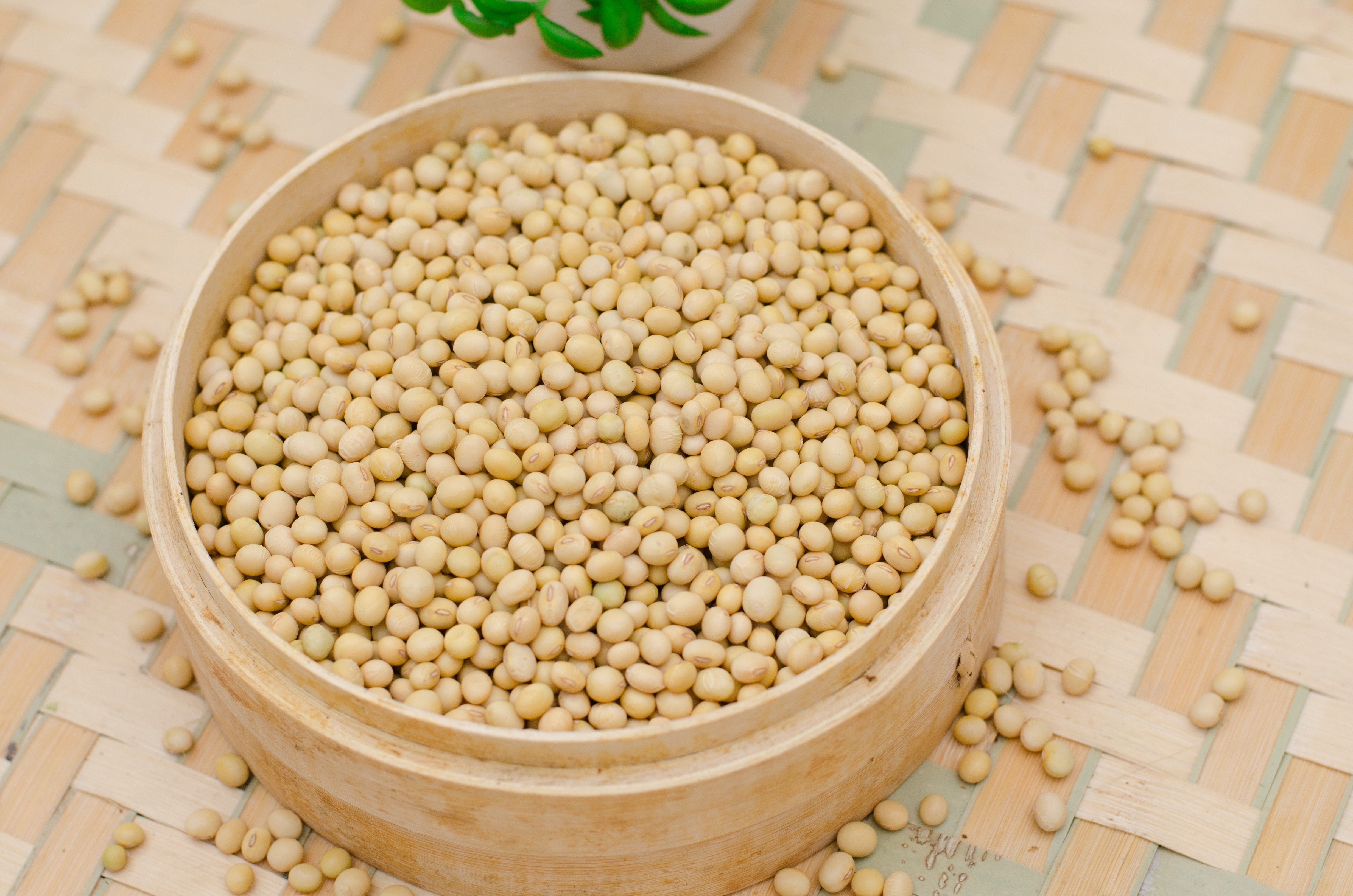 大中豆浆豆芽转基因黄豆小粒大中小新豆农家连州其它干货