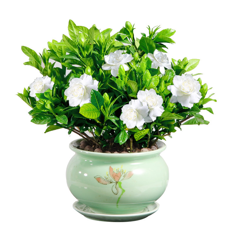 盆栽栀子花花苞四季开花植物室内养活花卉易活时令草本花卉