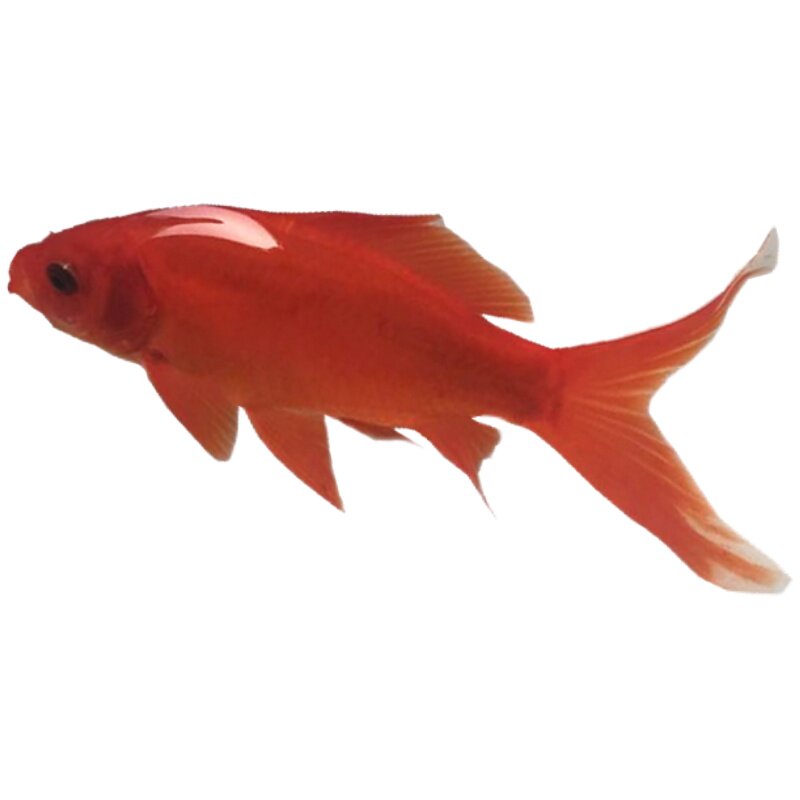 冷水观赏鱼鹦鹉黑色葡萄眼软红色长尾小金鱼淡水鱼