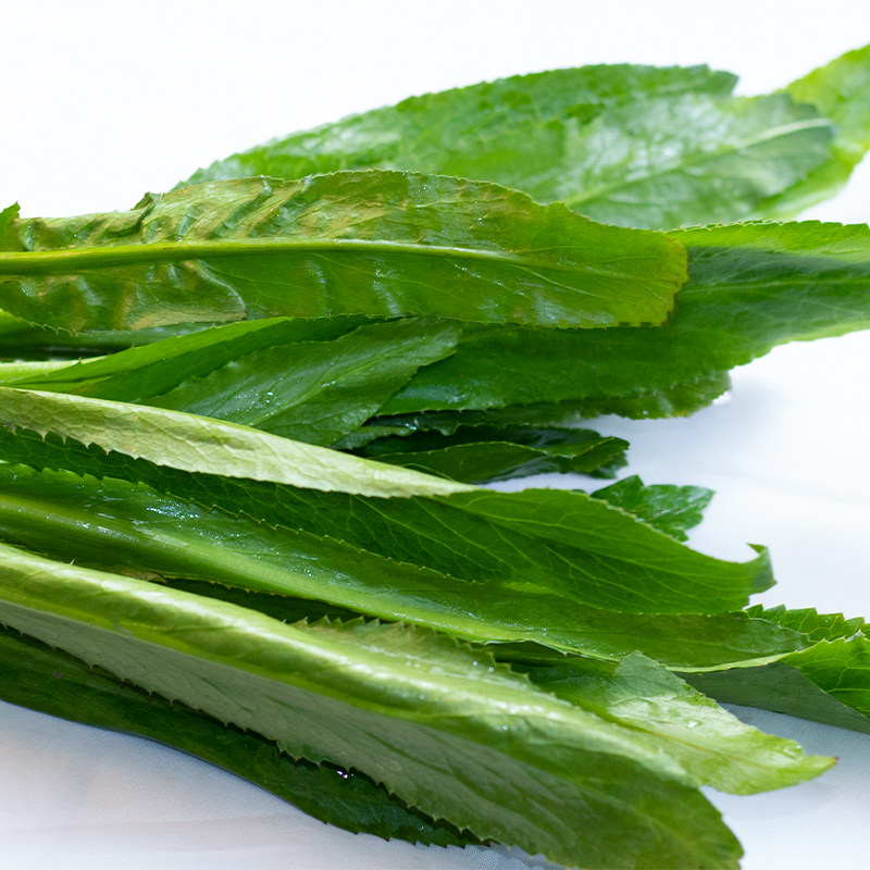 2020云南德宏香料野菜新鲜蔬菜香菜老缅芫荽其它