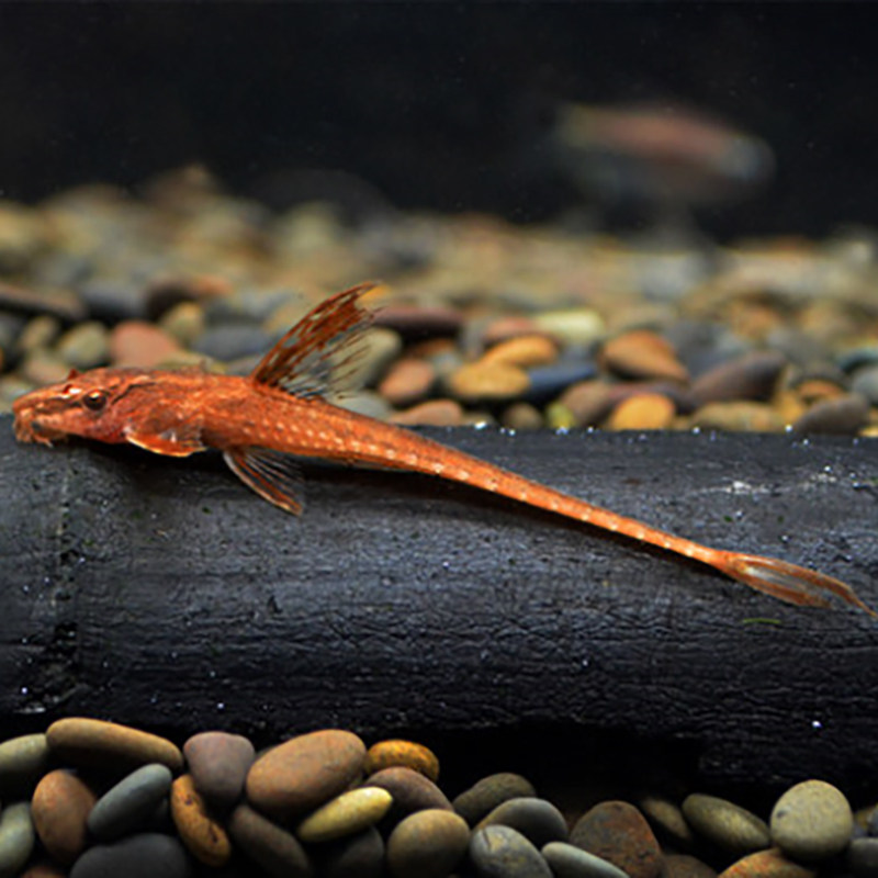 异型皇冠魔神枝状巴洛克红蜻蜓直升机底栖鱼草藻清鱼