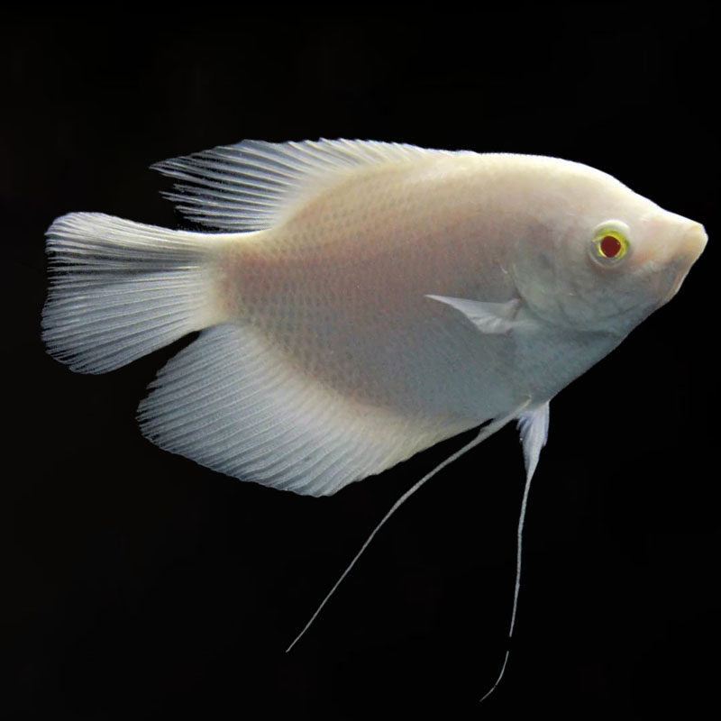 红眼战船鱼热带鱼活体黄金战船古战船鱼