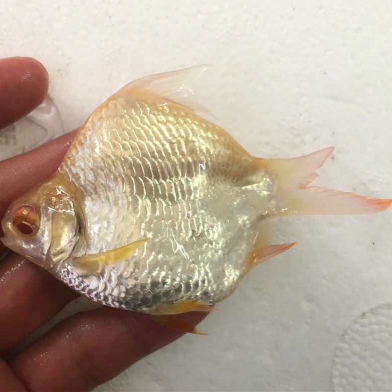 泰国超短虎鱼龙鱼白化红眼0号鲫鱼元宝金元宝鱼