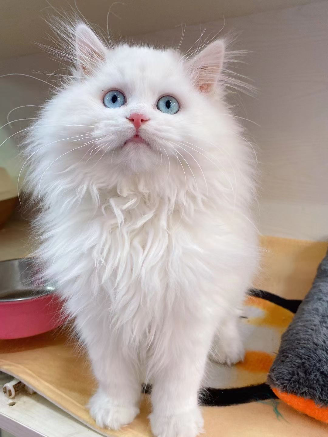 狮子纯白山东猫幼仙女猫异临清猫双蓝眼睛畜牧