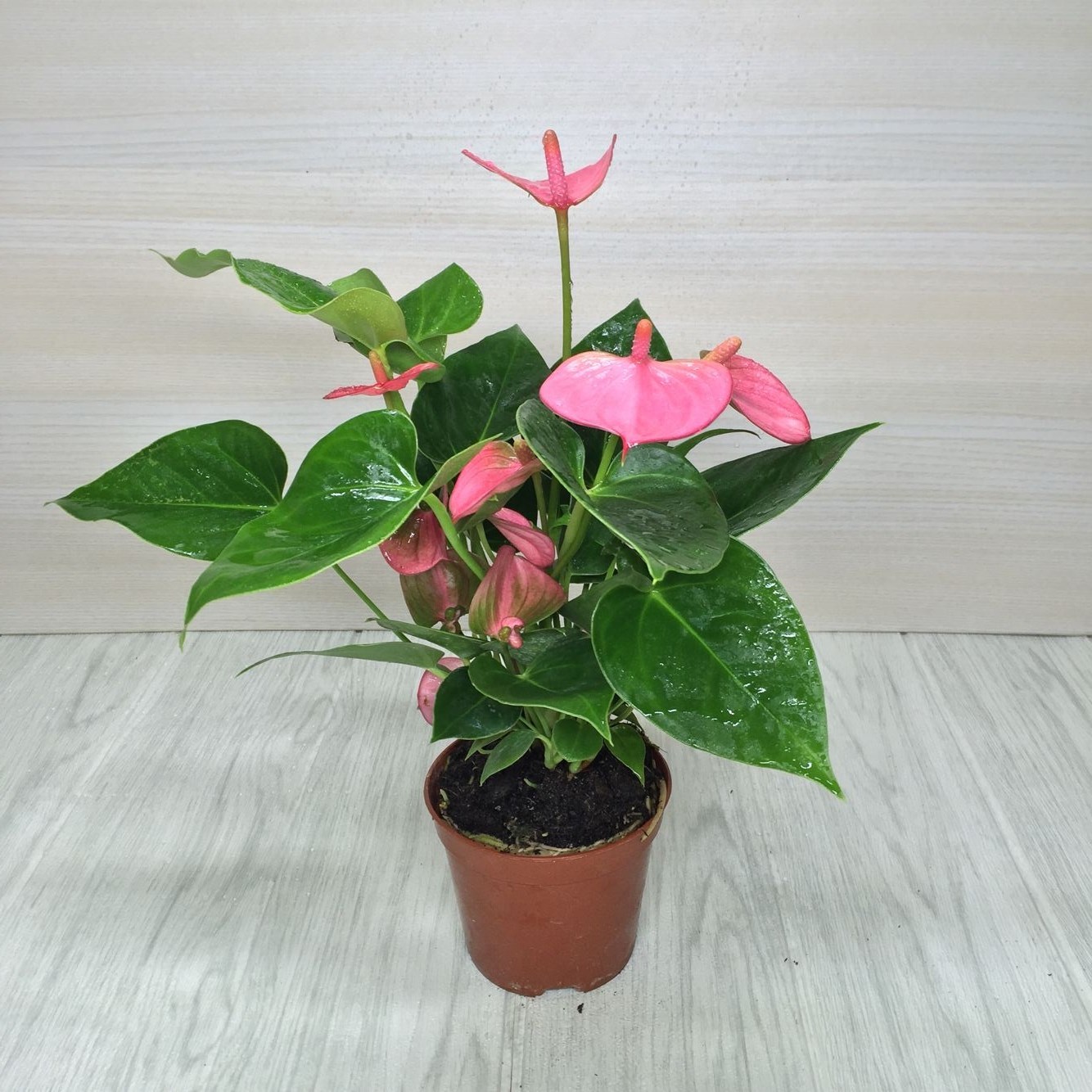 大型红掌室内粉掌一帆风顺好养植物四季开花火鹤花卉