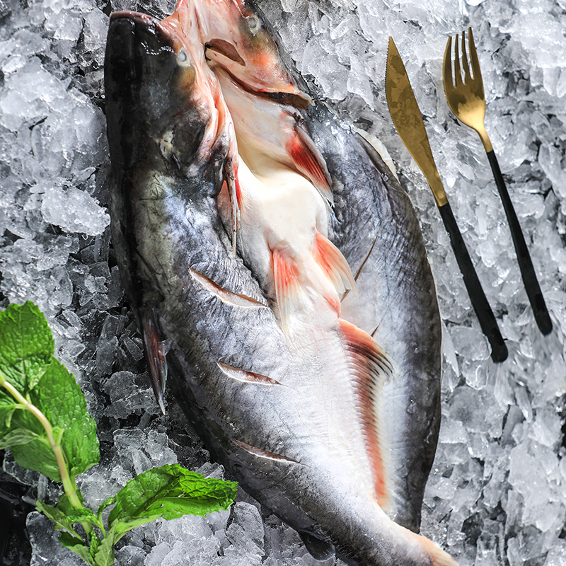 新鲜沙鱼开背湄公活鱼冷冻烤鱼鲜活龙利10条巴沙鱼