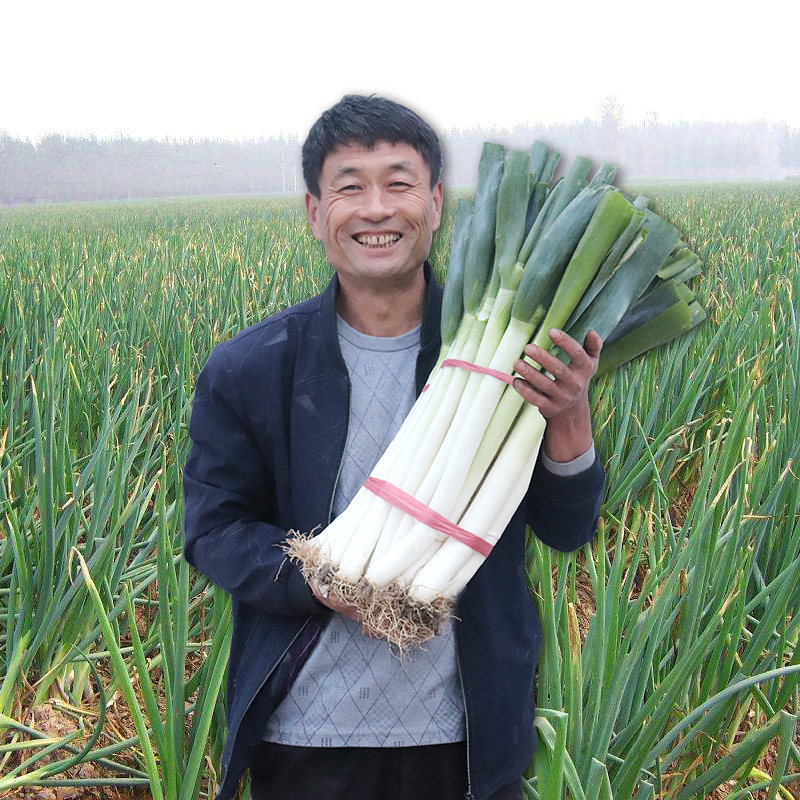 大葱山东新鲜5斤铁杆甜葱特产蘸酱农家蔬菜葱类