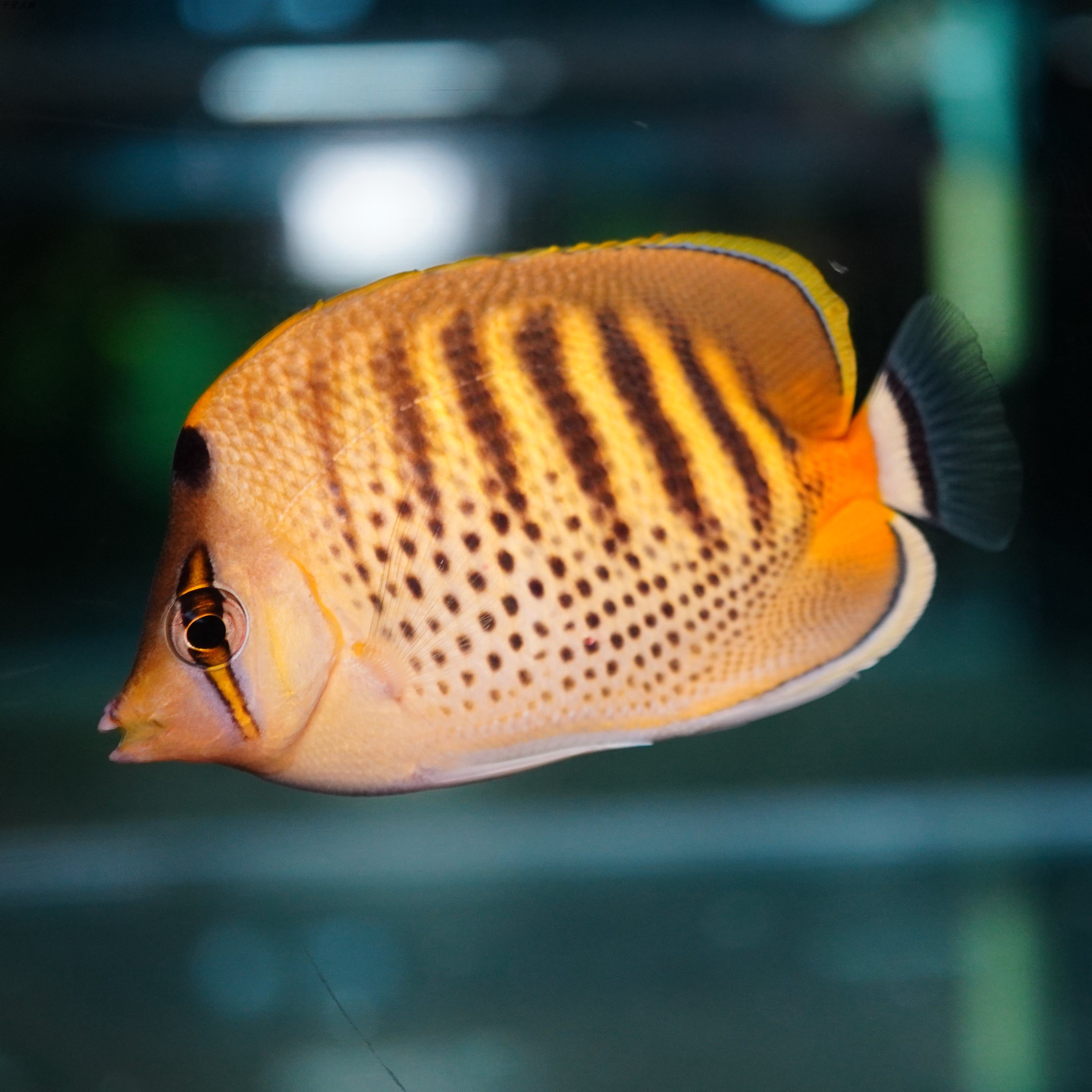 虎纹蝶鱼海水观赏鱼活体水族宠物顺丰包活斑带鱼