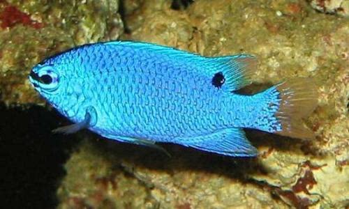 人工蓝魔海水鱼海水观赏鱼水族宠物海鱼活体顺丰