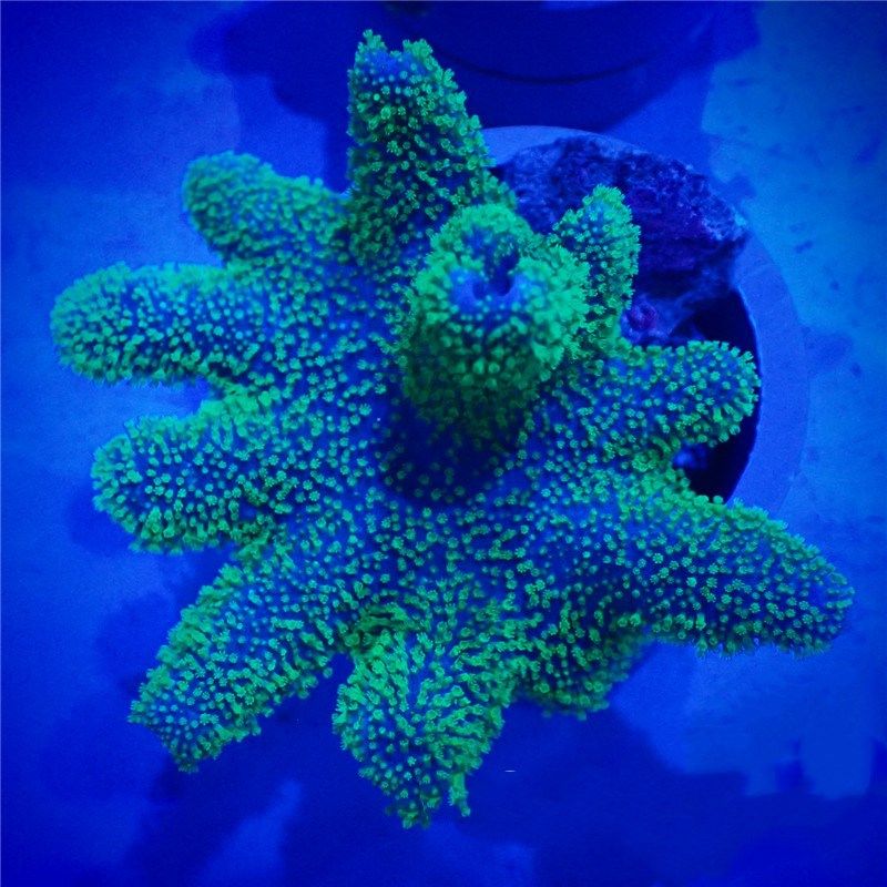 澳洲魔掌皮革海水观赏珊瑚水族宠物活体顺丰