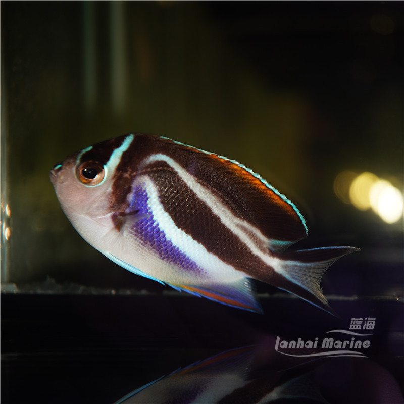 土耳其海水观赏鱼活体鱼