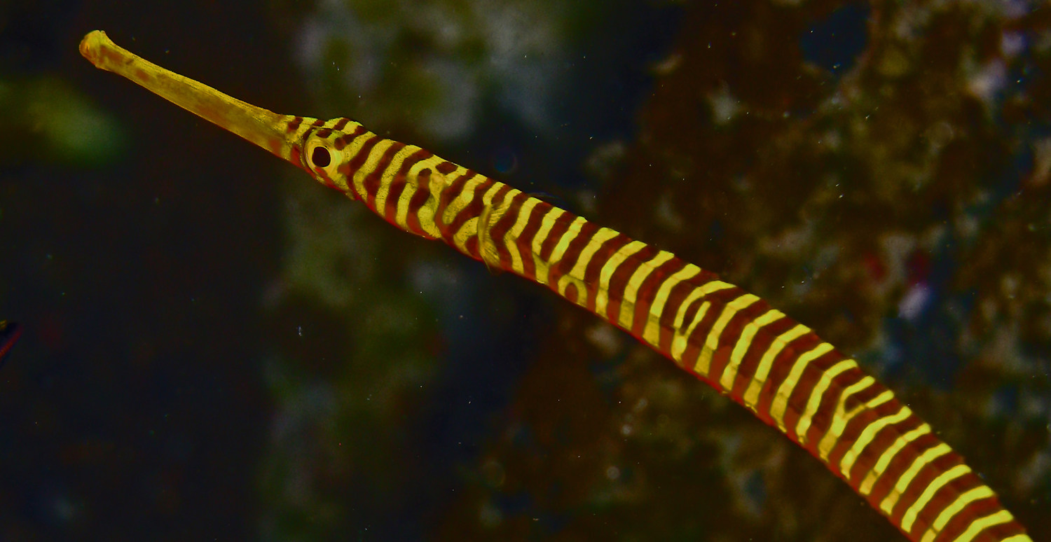 海水火焰海龙观赏鱼水族宠物海鱼活体顺丰鱼