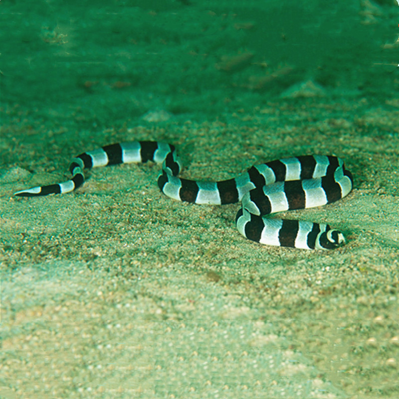 海水竹节鳗鱼观赏观赏鱼海鱼活体水族宠物顺丰鱼