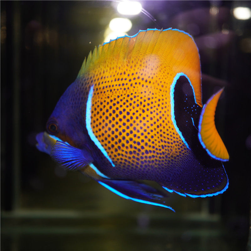 马鞍神仙鱼海水观赏鱼水族宠物活体顺丰包活