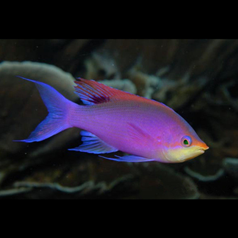 海水全紫鱼海金鱼宝石观赏鱼水族宠物活体顺丰鱼
