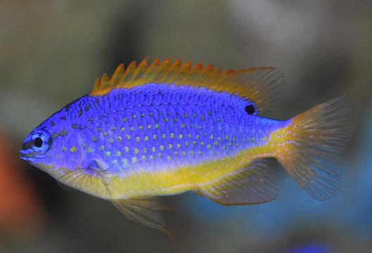 斐济魔海海水观赏鱼雀雕鱼