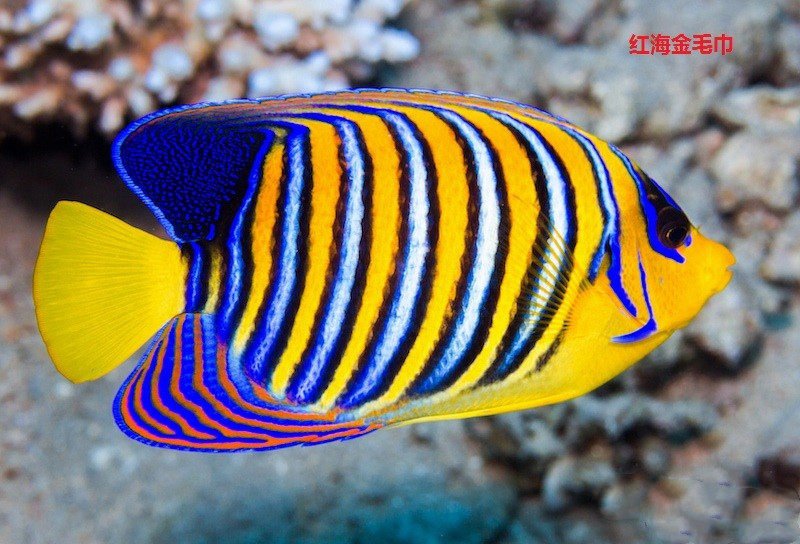 红海海金毛巾海水神仙鱼海鱼活鱼海水观赏鱼海洋鱼