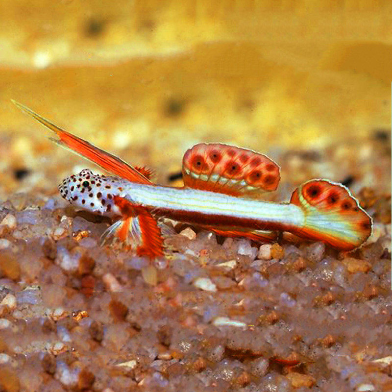 火炬虎鱼海水观赏鱼水族宠物活体顺丰包活鱼