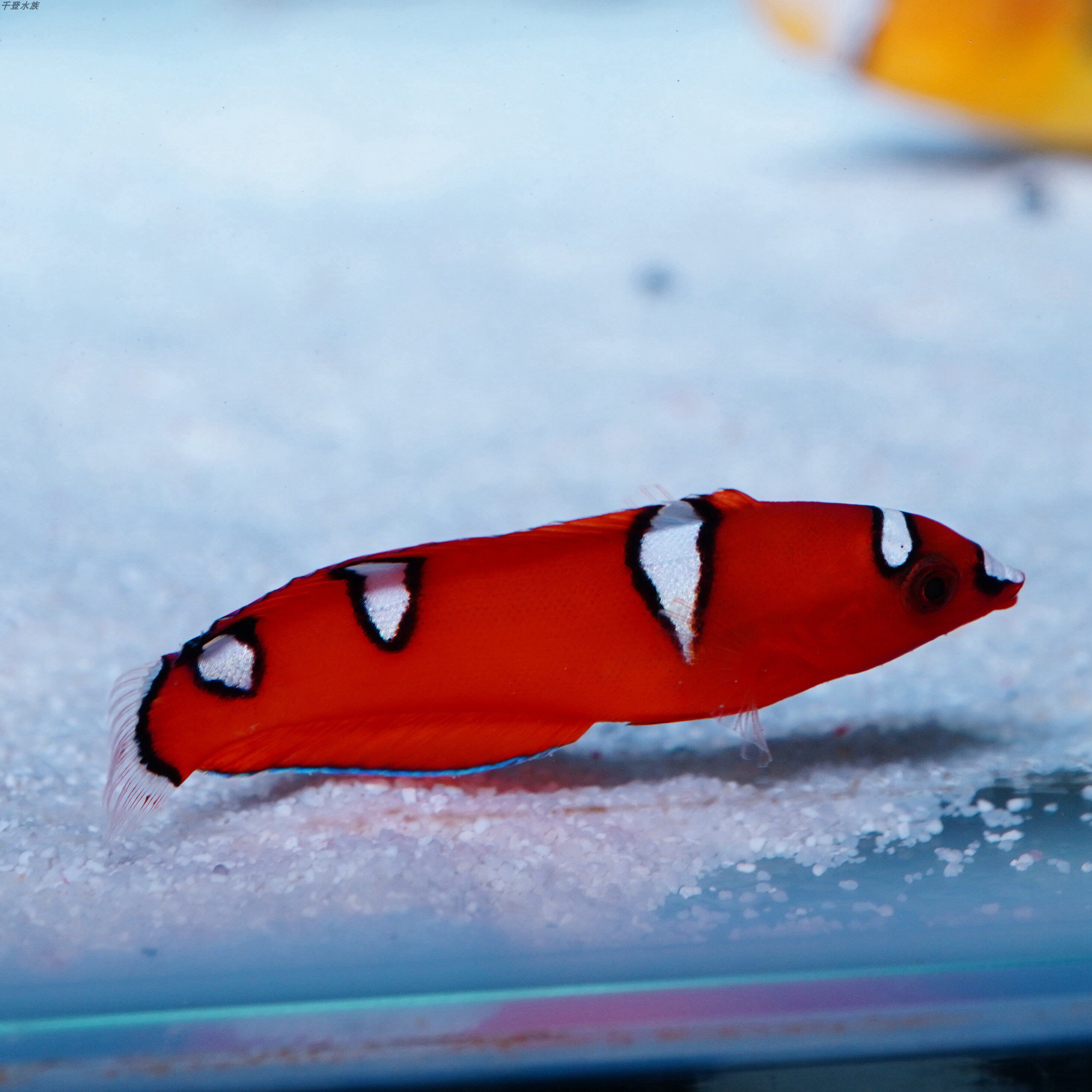 白点红龙幼鱼海水观赏鱼隆头鱼水水族宠物活体鱼