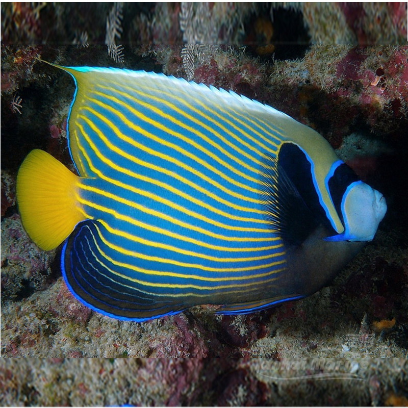 海水皇后直纹水神仙鱼海鱼活鱼观赏鱼海洋顺丰鱼