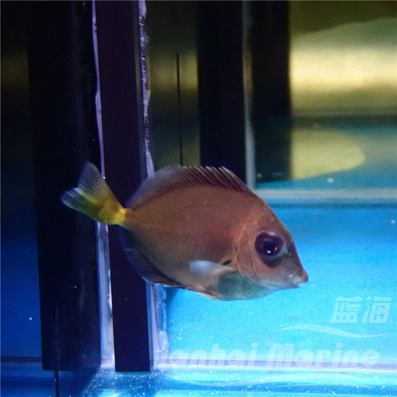 将军吊鱼倒吊海水观赏鱼海鱼活体水族宠物顺丰鱼