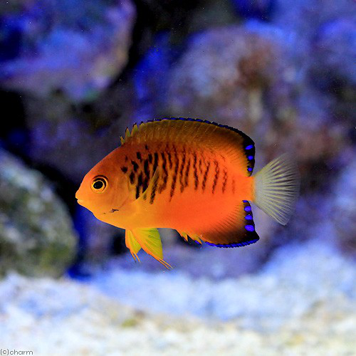 芒果仙橘红新娘海水神仙鱼海鱼活鱼海水观赏鱼海洋顺丰活体