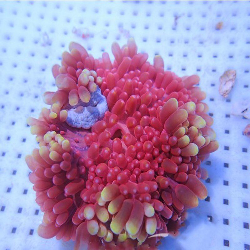 樱花海水观赏海葵软体生物水族宠物活体顺丰鱼