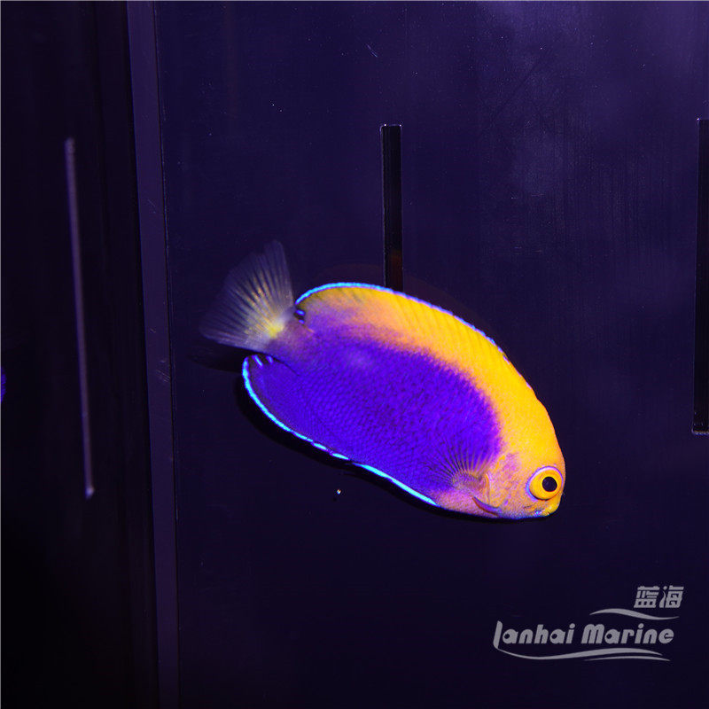 火背仙海水神仙鱼海鱼海水观赏鱼水族宠物活体鱼