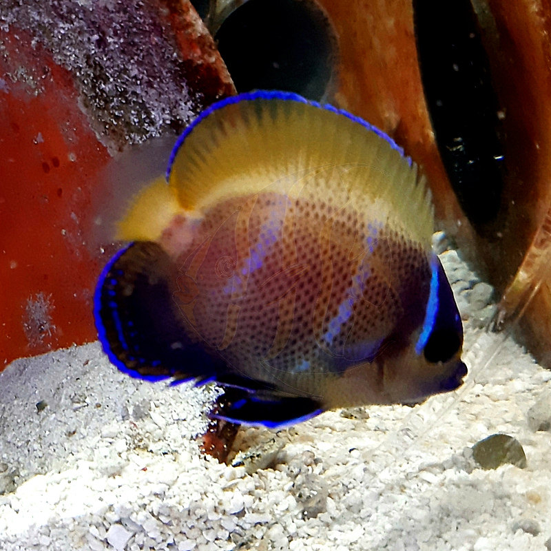 海水人工马鞍鱼神仙鱼观赏鱼水族宠物活体顺丰鱼