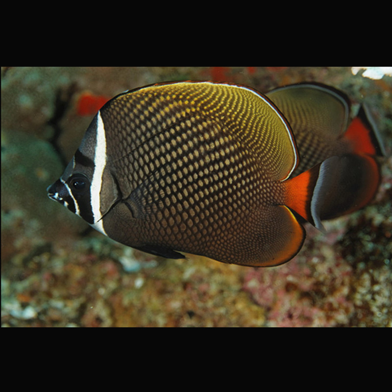红尾朱蝶鱼蝴蝶鱼海水观赏鱼水族宠物活体顺丰包活鱼