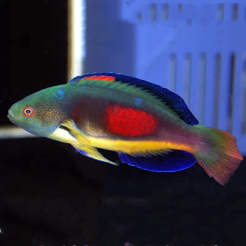 澳洲彩虹雀鱼大溪七彩彩雀海水观赏鱼水族宠物鱼