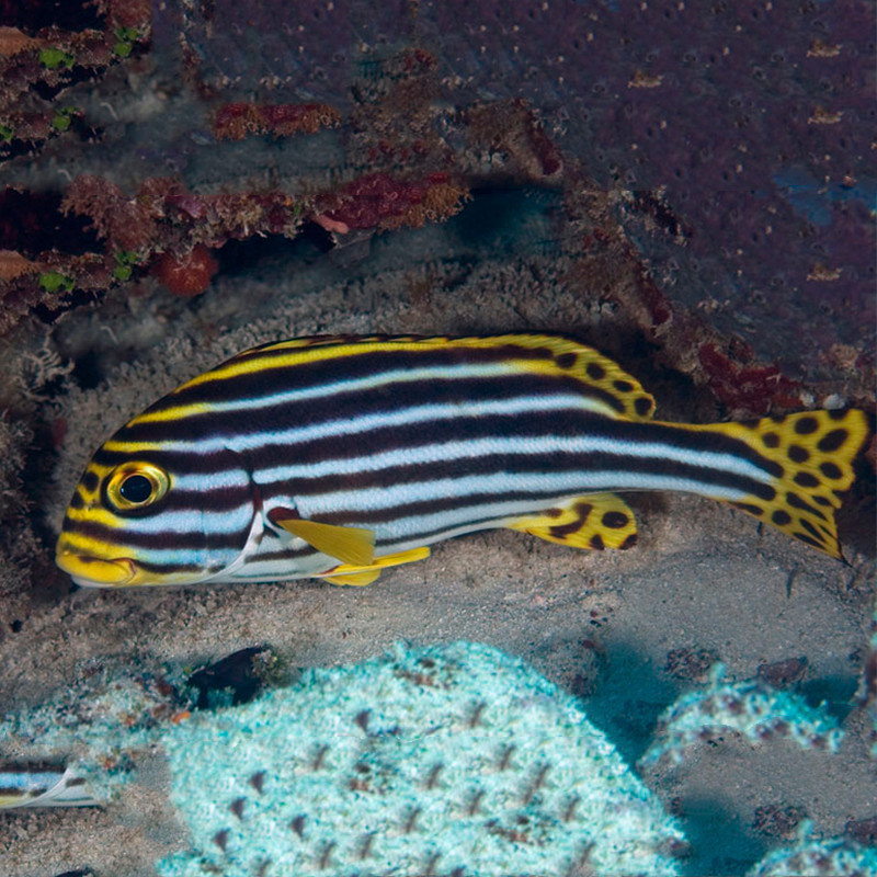 金松鼠松鼠海水观赏鱼其他鱼