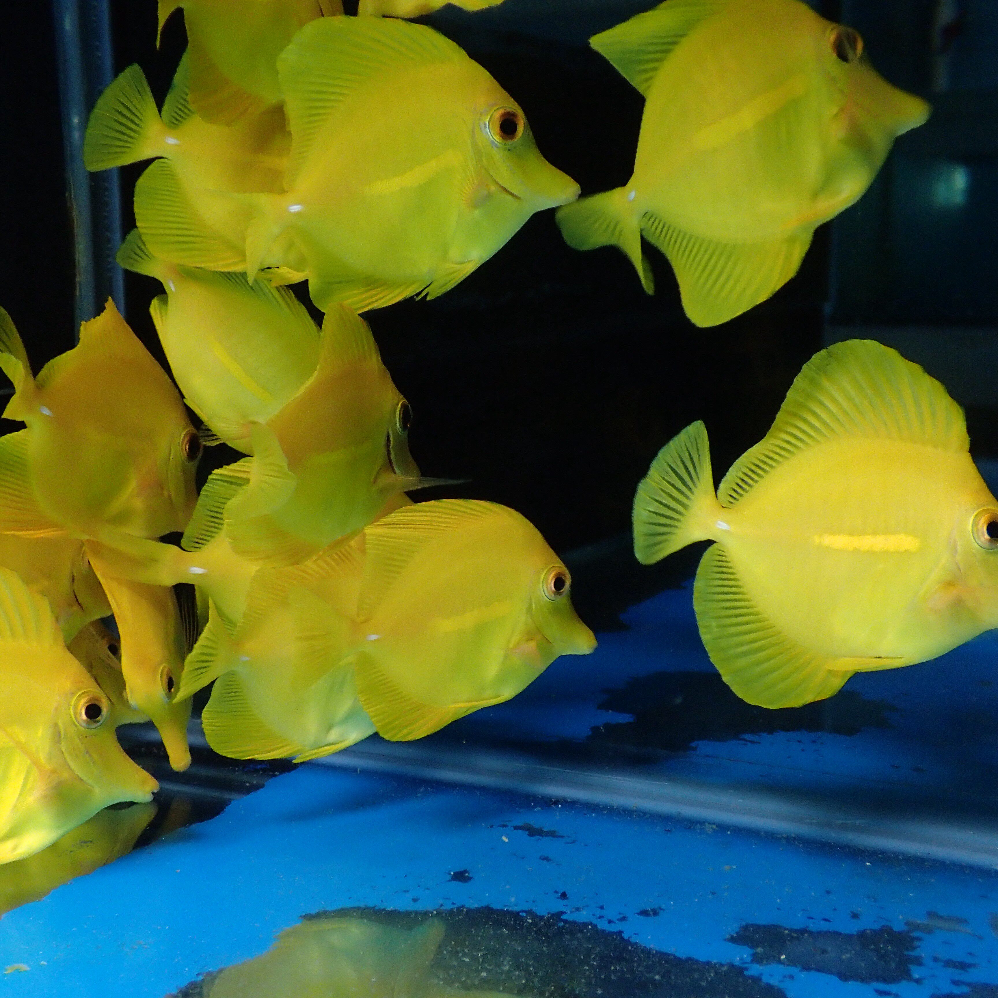 黄金海水观赏鱼倒吊活体水族宠物顺丰包活鱼