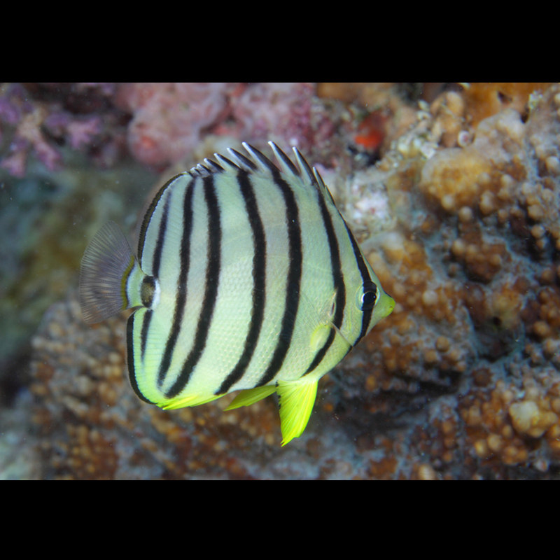 八间蝶鱼海水观赏鱼蝴蝶水族宠物活体鱼