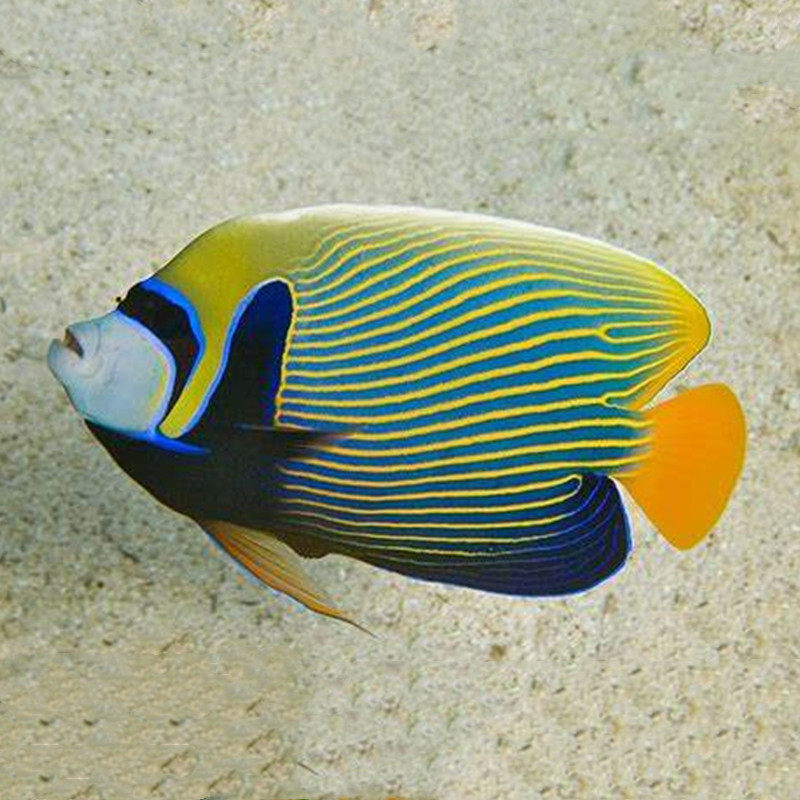 海水圣帝圣诞皇后水神仙鱼海鱼活鱼观赏鱼海洋鱼